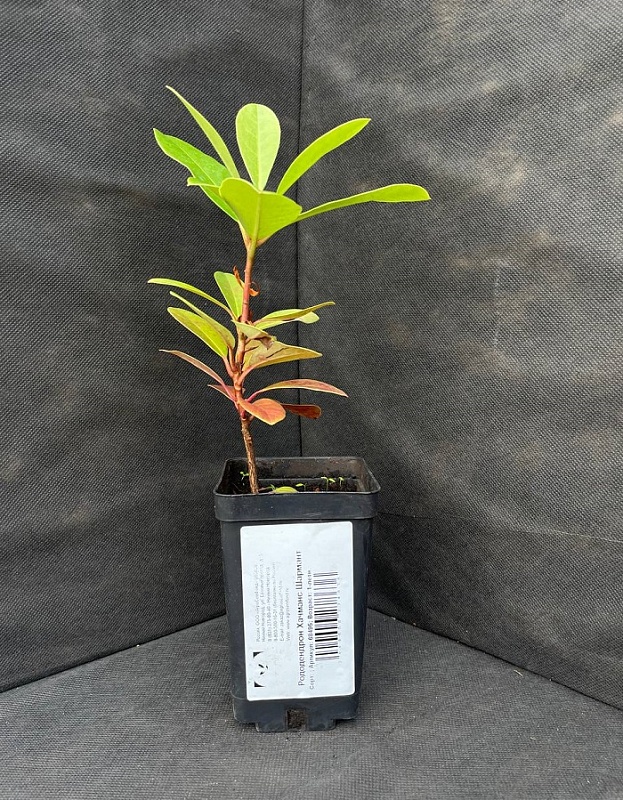 Рододендрон Хачманс Шармант 1 шт Р9